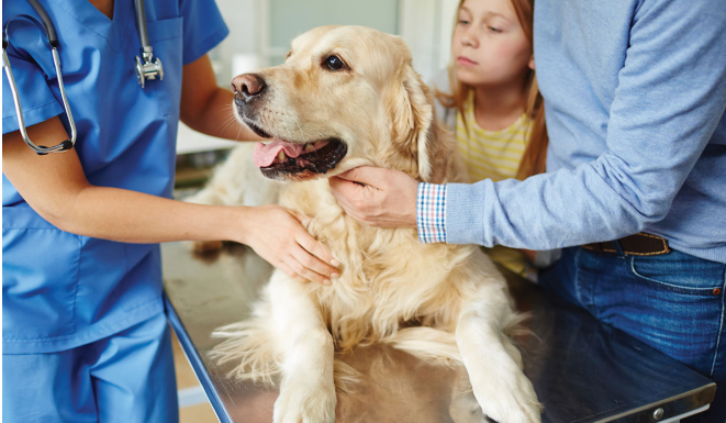 5 Smart Ways to Pick the Perfect Online Pet Pharmacy