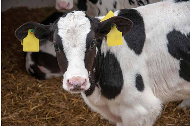 Why Quality Veterinary Medicine Manufacturers Matter for Your Business