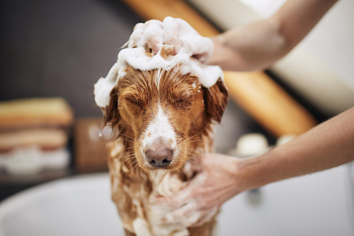 anti tick soap for dogs
